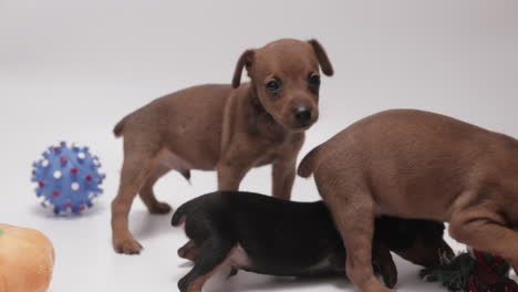 Focus-on-Three-Playful-Miniature-Pinschers-Puppies-on-White-Background,-4K