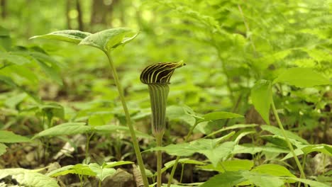 Jack-in-the-pulpit-Plant-Growing-In-The-Forest---closeup