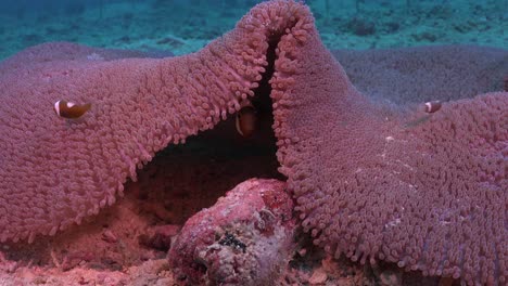 Saddleback-Anemonefishes-hiding-behind-big-sea-anemone,-close-up-shot