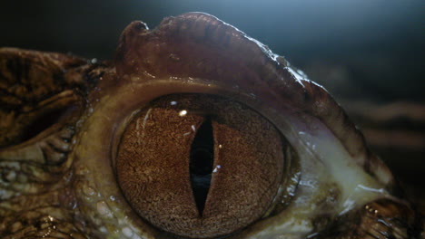 Close-up-macro-of-a-caiman-eyeball