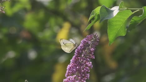 Small-white-cabbage-butterfly-on-pink-flowers-slow-motion