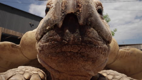 Giant-african-tortoise-in-captivity-close-up-face