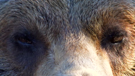 Extreme-Close-Up-Of-Grizzly-Bear-At-Grouse-Mountains-Refuge-For-Endangered-Species-In-BC,-Canada