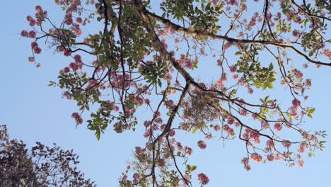 Blooming-tree-of-rose-Lapacho-or-Tajy,-under-a-blue-sky