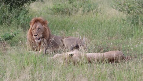 Big-yawn-from-male-as-African-lion-pair-nap-in-morning-shaded-meadow