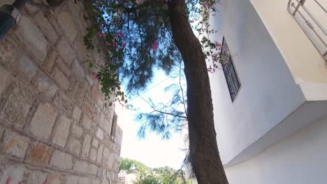 Titl-down-shot-of-tree-with-flowers-,-charming-alley-of-Bodrum,-Turkey