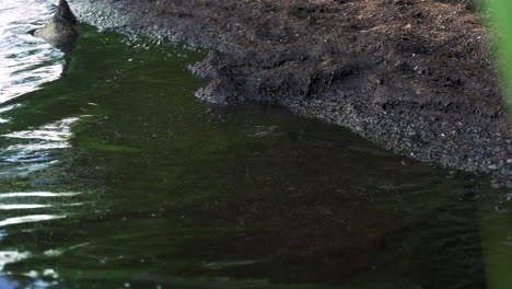 Agua-Sucia-Salpicada-En-La-Orilla-Del-Río-Del-Lago-Y-El-Estanque-Por-La-Contaminación-Y-El-Calentamiento-Global