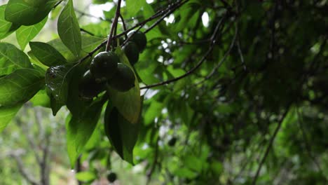 Fruit-hanging-on-a-branch-in-a-forest-on-a-rainy-day