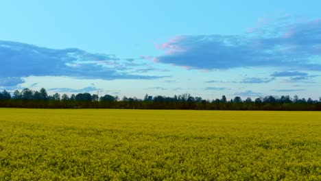 Springtime-background---flight-low-over-the-ground-of-a-yellow-rapeseed-field-with-slow-speed-in-the-evening-at-sunset