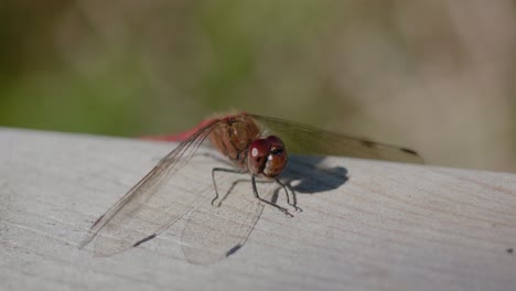 Tiny-Dragonfly-Sitting-Still-In-The-Sun,-Handheld-Close-Up