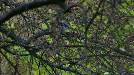 Pájaro-Blue-Jay-Buscando-Comida-En-Un-árbol-Con-Semillas