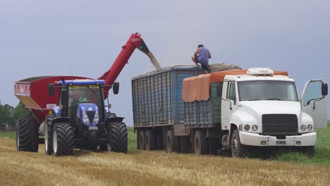 A-farmer-transfers-wheat-from-a-grain-wagon-onto-a-trailer-for-transportation