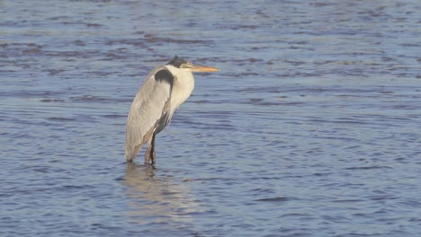 Close-side-view-of-cocoi-heron-standing-still-in-shallow-water-stream