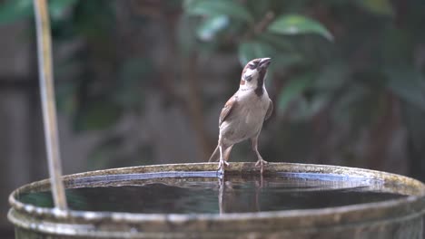 Little-Sparrow-birdie-drinking-and-dipping-in-water-bucket