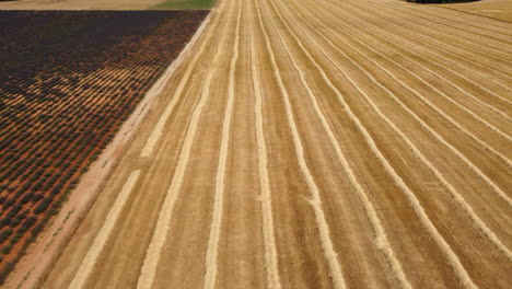 Harvested-crop-wheat-agriculture-cultivation-field-aerial-view