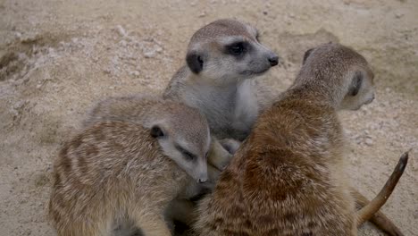 Group-of-meerkat-family-sleeping-and-resting-in-sandy-area-during-hot-sunny-day,-close-up
