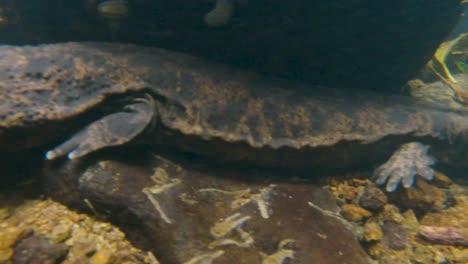 Riesiger-Japanischer-Salamander-Unter-Wasser-Im-Fluss-Tottori,-Japan