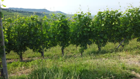Vineyards-agriculture-cultivation-in-Barolo-Langhe