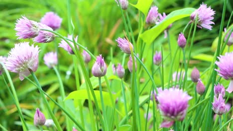 Delicious-garden-chives-fresh-and-ready-for-the-table