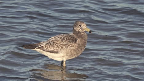 Lone-Olrog’s-gull-stands-in-shallow-water-and-dips-beak,-close-view