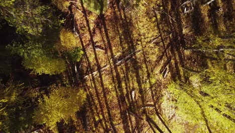 Malerische-Herbstbäume-Vor-Sonnenuntergang,-Die-Schatten-Werfen,-Drohnenraketenschuss-Mit-Blick-Nach-Unten