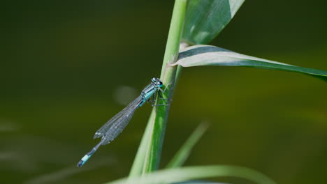 Macro-close-up-of-blue-colored-northern-bulet-dragonfly-rest-on-plant-flys-away---Slow-motion-shot-in-front-of-nature-lake