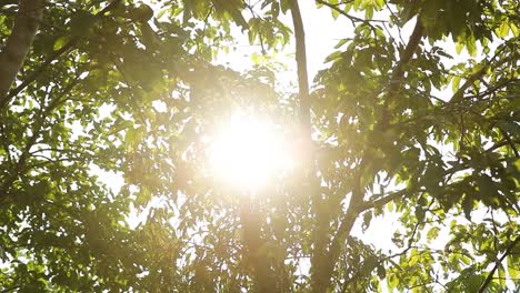 Sunshine-thought-a-tree.-Tree-sun-shine