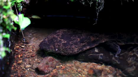 Andrias-Japonicus,-The-Japanese-Giant-Salamander-in-river-water-of-Tottori