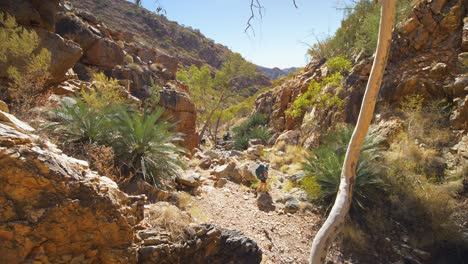 Tilt-up,-hiker-walks-through-rocky-gap-and-native-plants,-Central-Australia