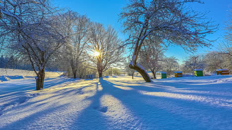 Tree-shadows-dancing-over-fresh-snow,-sunburst-behind-trees