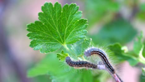 Macro-footage-of-tent-caterpillars-feeding-on-leaves
