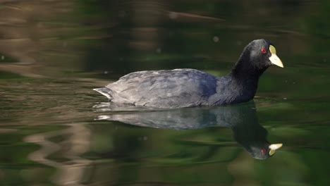 4K-dark-slaty-plumage-white-winged-coot,-fulica-leucoptera-paddling-away-in-a-swamp-with-gentle-ripples-in-his-wake-and-turn-its-neck-and-look-into-camera,-tracking-shot