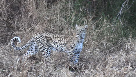 Close-follow-shot-of-leopard-walking-on-tall-dry-grass,-burnt-bushveld