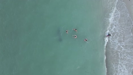 Aerial:-Large-Manatee-swims-unseen-past-people-in-murky-beach-water
