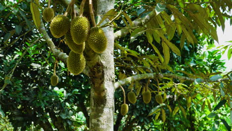 Close-up-static-scene-of-tree-loaded-with-durian-fruit-on-sunny-day