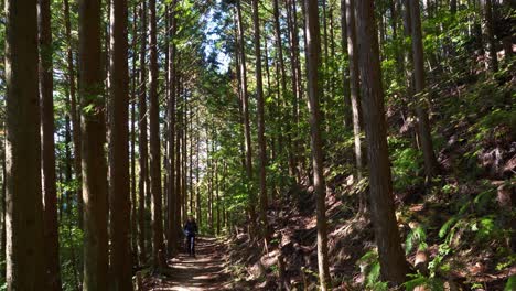 Pan,-forest-to-hiker-following-trail-towards-camera,-filtered-light,-Japan