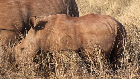 Adorable-baby-Rhino-eats-savanna-grass-beside-mom-on-golden-morning