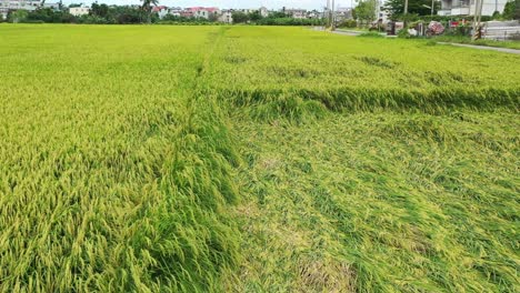 Aerial-Drone-Video---Bird-Eye-View-of-Rice-Paddy-Field-Crops-and-Grains,-Some-Damaged-By-Typhoon---Farming-Agriculture-at-Doliu-City-Taiwan