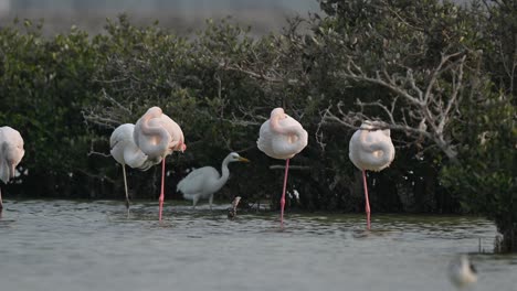 Zugvögel-Große-Flamingos-Wandern-In-Den-Mangroven-Von-Bahrain