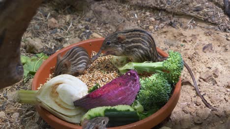 Close-up-shot-of-cute-striped-grass-mice-eating-fresh-vegetables-in-bucket