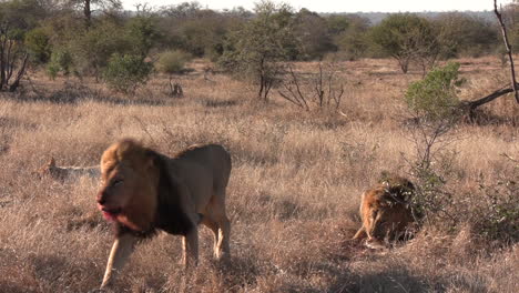 Männlicher-Löwe-Behauptet-Die-Dominanz-Gegenüber-Männchen-Und-Weibchen-Im-Afrikanischen-Buschland