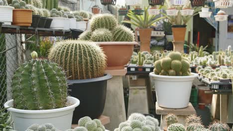 Family-of-cactus-inside-different-pots-outside-in-the-daylight,-slider-shot
