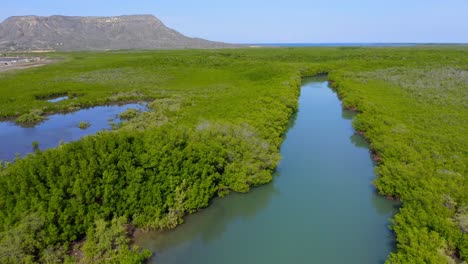 Drone-flying-over-mangrove-forest-at-Monte-Cristi,-Dominican-Republic