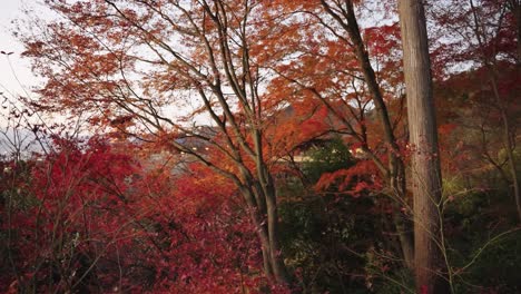 Autumn-Trees-at-Kiyomizu-Dera,-Kyoto-Japan