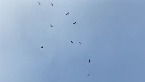 Looking-Up-At-Silhouette-Of-Birds-Gently-Circling-Against-Clear-Sky