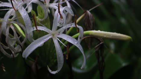 Swamp-lily-covered-in-raindrops-after-rainstorm,-close-up,-handheld