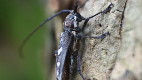 Asian-tree-bark-beetle-crawls-on-jackfruit
