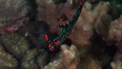 Un-Nudibranquio-De-Tigre-Verde-Volando-Sobre-El-Coral