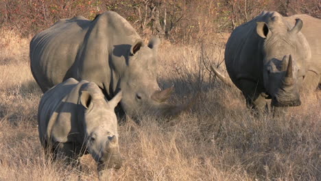 Cerca-De-Una-Manada-De-Rinocerontes-Blancos-Con-Terneros-Caminando-En-Pastizales-De-Sabana-Africana