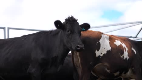 Healthy-looking-black-heifer-cow-with-ears-in-alert-position,-livestock-stockyard